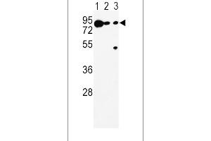 Western blot analysis of DCT Antibody (N-term) (ABIN652717 and ABIN2842475) in K562(lane 1), (lane 2), Ramos(lane 3) cell line lysates (35 μg/lane). (DCT antibody  (N-Term))