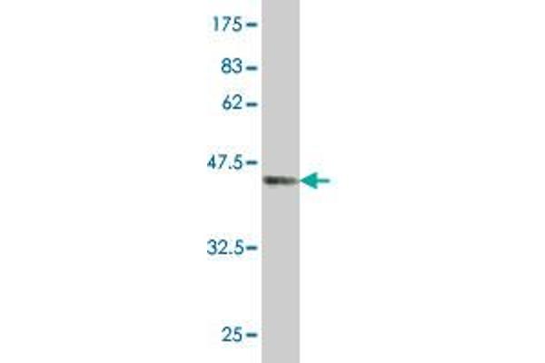 TPT1 antibody  (AA 35-138)