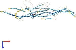 Forkhead-Associated (FHA) Phosphopeptide Binding Domain 1 (FHAD1) (AA 1-1420) protein (His tag)