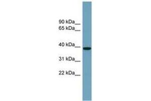 Image no. 1 for anti-NudC Domain Containing 3 (NUDCD3) (AA 287-336) antibody (ABIN6743814) (NUDCD3 antibody  (AA 287-336))