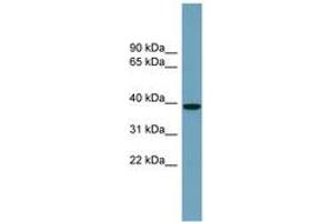 Image no. 1 for anti-NudC Domain Containing 3 (NUDCD3) (AA 287-336) antibody (ABIN6743814)
