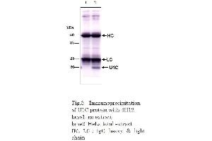 Immunoprecipitation (IP) image for anti-Small Nuclear Ribonucleoprotein Polypeptide C (SNRPC) (full length) antibody (ABIN2452159) (SNRPC antibody  (full length))