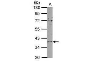 Image no. 1 for anti-RNA Terminal Phosphate Cyclase-Like 1 (RCL1) (AA 33-356) antibody (ABIN1501908) (RCL1 antibody  (AA 33-356))