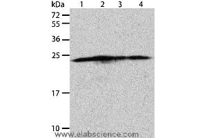 Western blot analysis of Hela, A431, 293T and Jurkat cell, using BAK1 Polyclonal Antibody at dilution of 1:900 (BAK1 antibody)