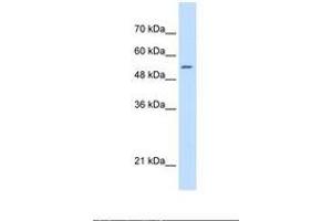 Image no. 2 for anti-serine Hydroxymethyltransferase 2 (Mitochondrial) (SHMT2) (AA 401-450) antibody (ABIN6738215) (SHMT2 antibody  (AA 401-450))