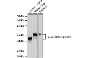 Western blot analysis of extracts of various cell lines, using CLEC3B/CLEC3B/Tetranectin Rabbit mAb (ABIN1679326, ABIN3018879, ABIN3018880 and ABIN7101681) at 1:1000 dilution.