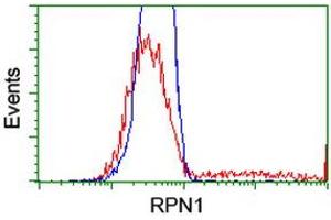 HEK293T cells transfected with either RC201554 overexpress plasmid (Red) or empty vector control plasmid (Blue) were immunostained by anti-RPN1 antibody (ABIN2455098), and then analyzed by flow cytometry. (RPN1 antibody)