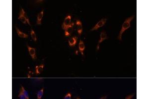 Immunofluorescence analysis of HeLa cells using PDE3A Polyclonal Antibody at dilution of 1:100 (40x lens). (PDE3A antibody)