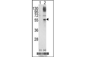 Western blot analysis of GATA2 using rabbit polyclonal GATA2 Antibody using 293 cell lysates (2 ug/lane) either nontransfected (Lane 1) or transiently transfected with the GATA2 gene (Lane 2). (GATA2 antibody  (AA 262-288))