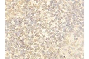 IHC-P: Cullin 4B antibody testing of Zebrafish Body tissue (Cullin 4B antibody  (C-Term))