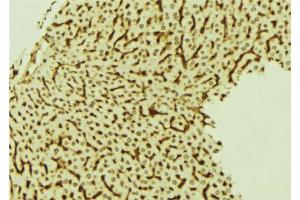 ABIN6274022 at 1/100 staining Mouse liver tissue by IHC-P. (LRP1 antibody  (C-Term))