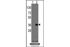 Western blot analysis of Msx2 using rabbit polyclonal Msx2 Antibody (Human C-term) using 293 cell lysates (2 ug/lane) either nontransfected (Lane 1) or transiently transfected with the Msx2 gene (Lane 2). (Msx2/Hox8 antibody  (C-Term))