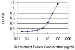 Detection limit for recombinant GST tagged MAP2K2 is 0. (MEK2 antibody  (AA 1-360))