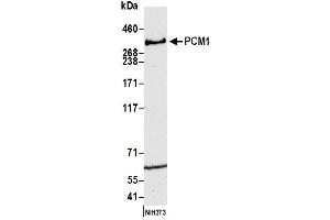 Western Blotting (WB) image for anti-Pericentriolar Material 1 (PCM1) (AA 1925-1975) antibody (ABIN7450548) (PCM1 antibody  (AA 1925-1975))