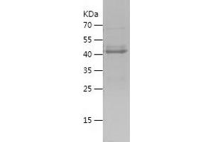 Western Blotting (WB) image for CAMP Responsive Element Binding Protein 3 (CREB3) (AA 1-172) protein (His-IF2DI Tag) (ABIN7122113) (CREB3 Protein (AA 1-172) (His-IF2DI Tag))