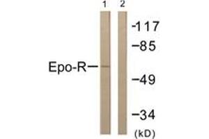 Western blot analysis of extracts from COS7 cells, treated with EPO 20U/ml 15', using Epo-R (Ab-368) Antibody. (EPOR antibody  (AA 341-390))