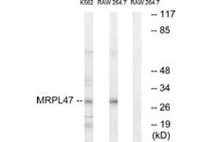 Western Blotting (WB) image for anti-Mitochondrial Ribosomal Protein L47 (MRPL47) (AA 191-240) antibody (ABIN2890057) (MRPL47 antibody  (AA 191-240))