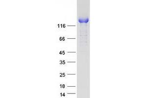 Validation with Western Blot (BAT3 Protein (Transcript Variant 1) (Myc-DYKDDDDK Tag))