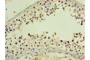 Immunohistochemistry of paraffin-embedded human testis tissue using ABIN7162631 at dilution of 1:100 (PNMA5 antibody  (AA 4-442))