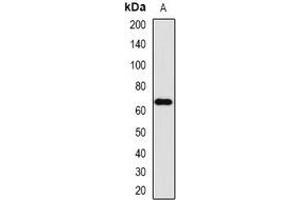 Western blot analysis of FMO3 expression in mouse liver (A) whole cell lysates. (FMO3 antibody)