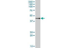 MRPS9 MaxPab polyclonal antibody. (MRPS9 antibody  (AA 1-396))