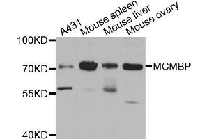 Western blot analysis of extract of various cells, using MCMBP antibody. (MCMBP antibody)