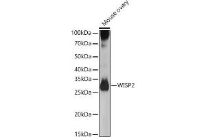 Western blot analysis of extracts of Mouse ovary, using WISP2 antibody (ABIN6128929, ABIN6150227, ABIN6150229 and ABIN6223338) at 1:500 dilution. (WISP2 antibody  (AA 1-250))