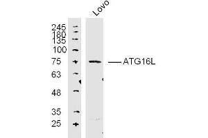 Lane 1: Lovo lysates probed with ATG16L Polyclonal Antibody, Unconjugated  at 1:300 overnight at 4˚C.