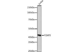 Western blot analysis of extracts of Jurkat cells, using FOXP3 Rabbit mAb (ABIN7267248) at 1:1000 dilution. (FOXP3 antibody)