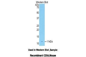 Western Blotting (WB) image for anti-CD3d Molecule, delta (CD3-TCR Complex) (CD3D) (AA 22-104) antibody (ABIN1175136) (CD3D antibody  (AA 22-104))