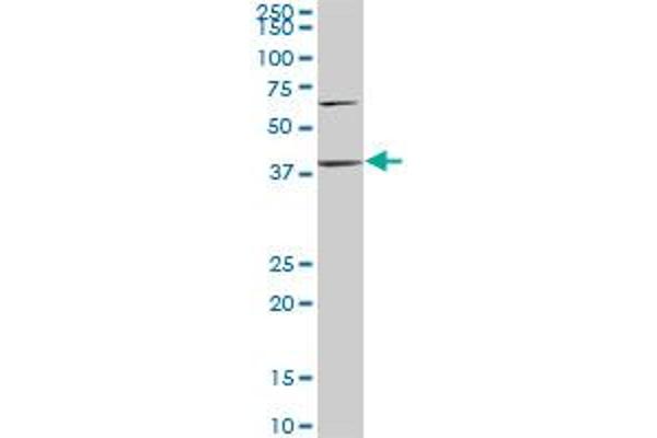 PTX3 antibody  (AA 282-380)