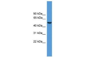 WB Suggested Anti-Atf2 Antibody Titration:  0. (ATF2 antibody  (N-Term))
