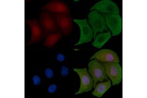 ABIN6255378 and ABIN6267700 staining Hela cells by IF/ICC.