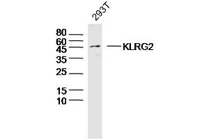 anti-Killer Cell Lectin-Like Receptor Subfamily G Member 2 (KLRG2) (AA 101-200) antibody
