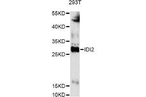 Western blot analysis of extracts of 293T cells, using IDI2 antibody (ABIN6293245) at 1:3000 dilution. (IPP Isomerase 2 antibody)