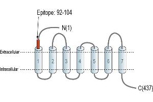 Representative domain view of the target of ABIN7581967.