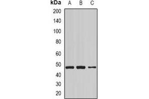 Western blot analysis of NCK1 expression in Hela (A), mouse lung (B), mouse brain (C) whole cell lysates.