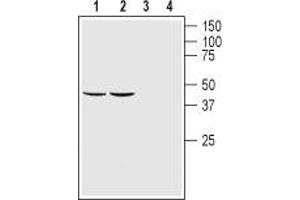 Western blot analysis of rat (lanes 1 and 3) and mouse (lanes 2 and 4) brain lysates: - 1,2. (GFRA1 antibody  (Extracellular Domain))