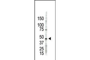 Antibody is used in Western blot to detect PRMT2 in HL60 cell lysate. (PRMT2 antibody  (N-Term))