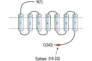 G Protein-Coupled Receptor 81 (GPR81) peptide
