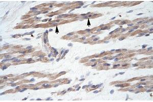 Human Muscle; MANSC1 antibody - N-terminal region in Human Muscle cells using Immunohistochemistry (MANSC1 antibody  (N-Term))