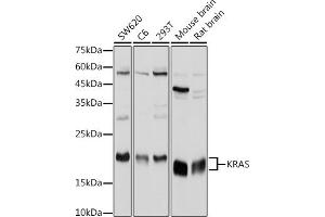 Western blot analysis of extracts of various cell lines, using KRAS antibody (ABIN3021676, ABIN3021677, ABIN3021678, ABIN1513137 and ABIN1514282) at 1:1000 dilution. (K-RAS antibody)