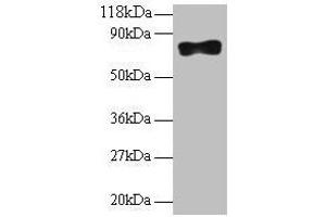 Western blot All lanes: Samhd1 antibody at 2 μg/mL + 293T whole cell lysate Secondary Goat polyclonal to rabbit IgG at 1/10000 dilution Predicted band size: 76, 75 kDa Observed band size: 76 kDa (SAMHD1 antibody  (AA 426-657))