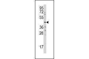 Western blot analysis of anti-WISP3 Antibody (Center) (ABIN390189 and ABIN2840680) in HepG2 cell line lysates (35 μg/lane). (WISP3 antibody  (AA 305-335))