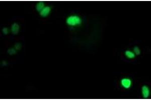 Anti-LENG1 mouse monoclonal antibody (ABIN2454711) immunofluorescent staining of COS7 cells transiently transfected by pCMV6-ENTRY LENG1 (RC204931). (Leng1 antibody)