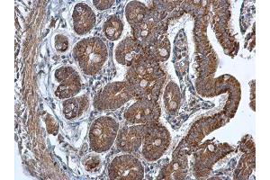 IHC-P Image TMED9 antibody [N1C3] detects TMED9 protein at cytoplasm in mouse duodenum by immunohistochemical analysis. (TMED9 antibody  (Center))