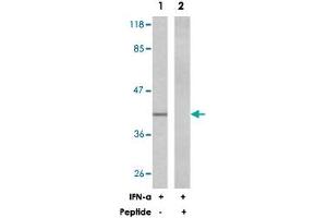 Western blot analysis of extracts from K-562 cells untreated or treated with IFN-a (1000 U/mL, 18 hours), using EIF2S1 polyclonal antibody . (EIF2S1 antibody)