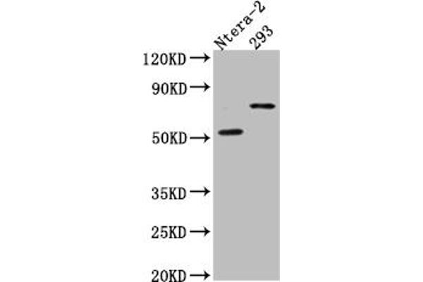 Recombinant GABRA5 antibody