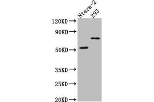 Western Blot Positive WB detected in: Ntera-2 whole cell lysate, HEK293 whole cell lysate All lanes: GABA A Receptor alpha 5 antibody at 1:1000 Secondary Goat polyclonal to rabbit IgG at 1/50000 dilution Predicted band size: 53 kDa Observed band size: 70 kDa (Recombinant GABRA5 antibody)