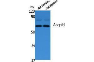 Western Blotting (WB) image for anti-Angiopoietin-Like 1 (ANGPTL1) (N-Term) antibody (ABIN3187611) (ANGPTL1 antibody  (N-Term))